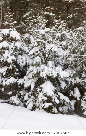 Neve