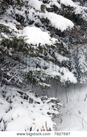 Neve