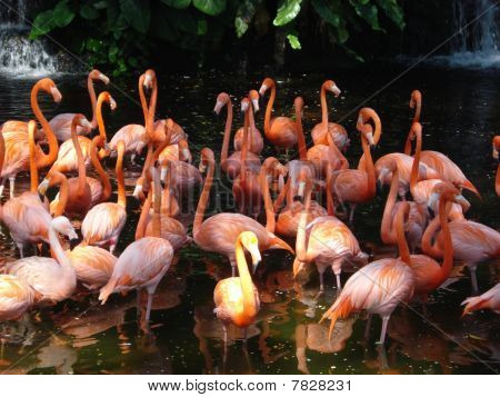 นกฟลามิงโก้สีชมพูในเขตร้อน