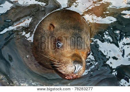 Portrait Steller Sea Lion (eumetopias Jubatus)