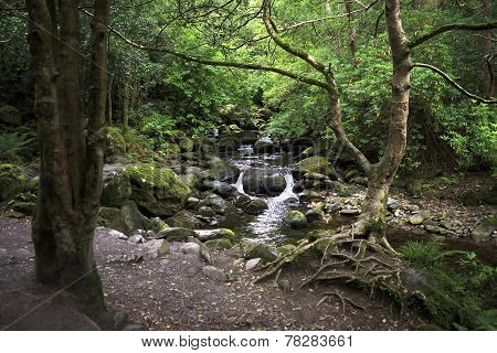 Relict forest in the Torc Mountain.