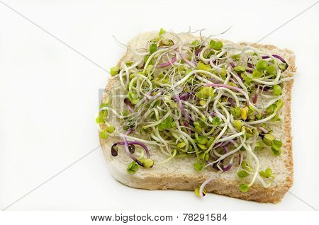 Bread With Radish Sprouts