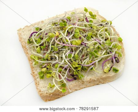 Bread With Radish Sprouts