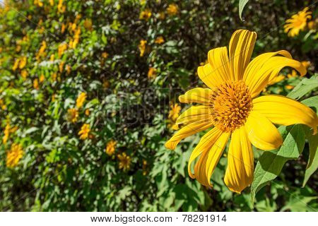 Maxican Sunflower On Meadow