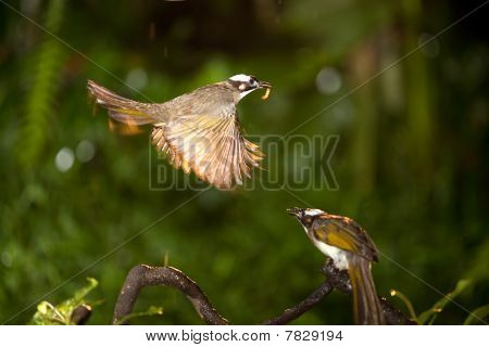Pomatorhinus ruficollis
