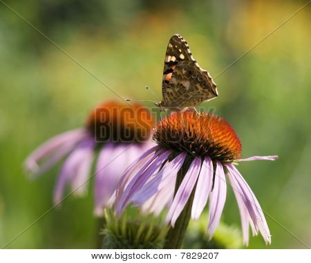 Schmetterling