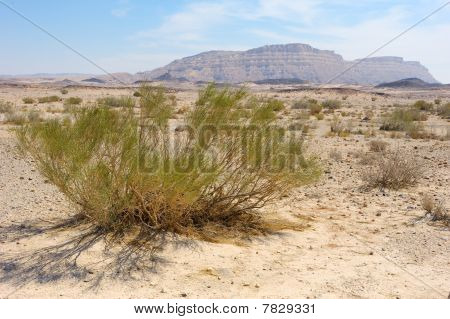 Makhtesh Ramon, Negev Çölü
