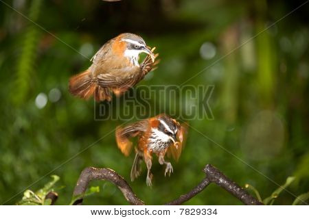 Anne Pomatorhinus ruficollis onu bebek besleme