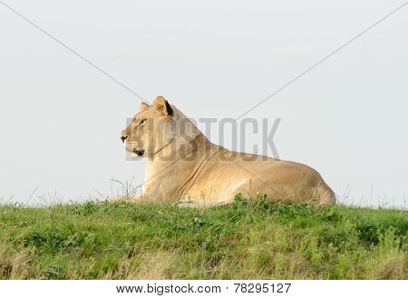 Lioness Profile