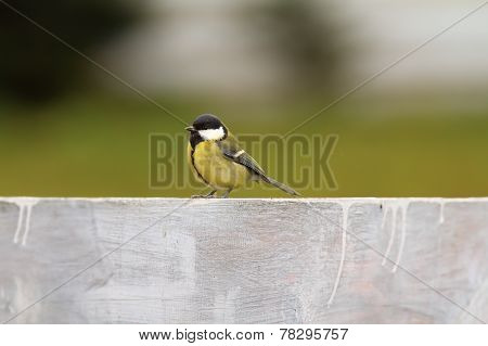 Great Tit On The Fence