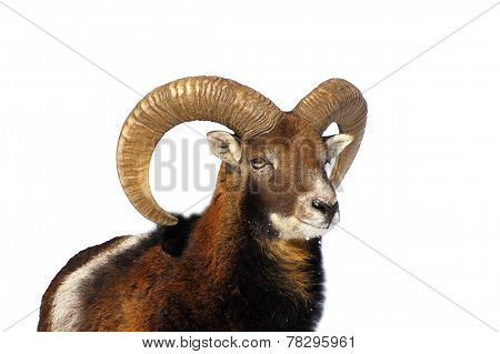 Mouflon Ram Portrait