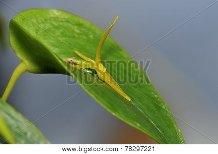 Hree Toothed Pleurothallis