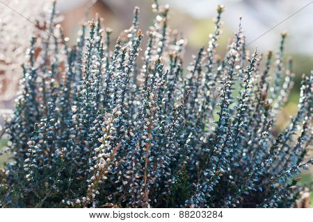 heather