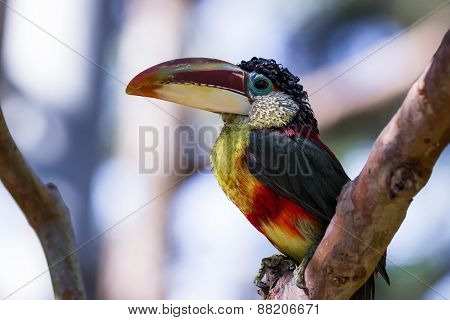 Curl-crested Aracari (pteroglossus Beauharnaesii)