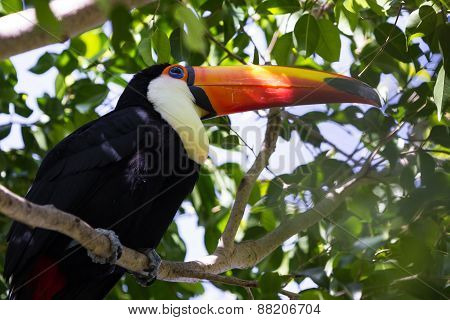 Toco Toucan - Ramphastos Toco