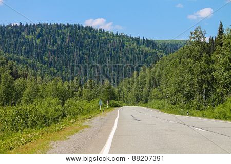 Road and forest