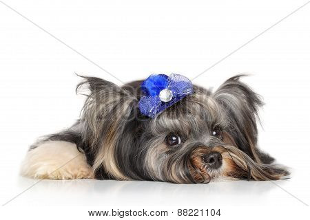 Biewer Yorkshire Terrier In Front Of White Background