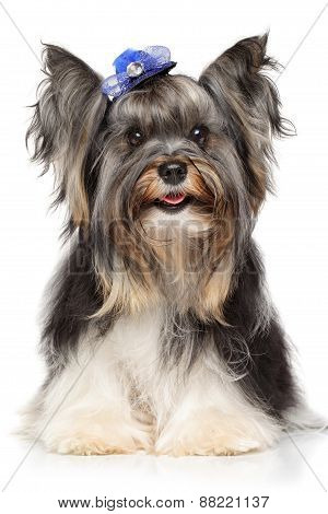 Portrait Of A Biewer Yorkshire Terrier