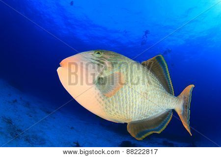 Yellowmargin Triggerfish