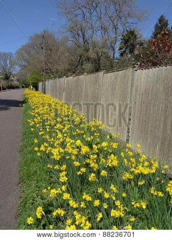 Daffodil Flowers Pathway