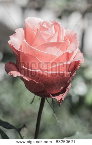 Beautiful Blossom Rose.