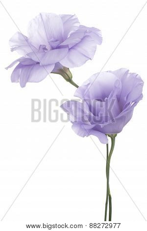 Eustoma