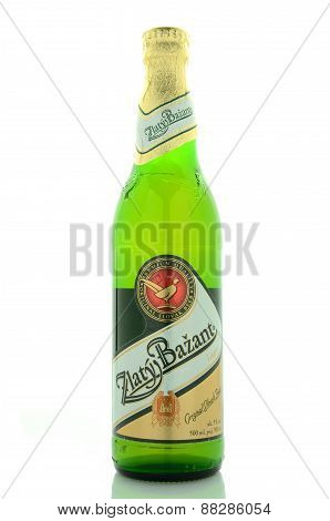 Zlaty Bazant light beer isolated on white background