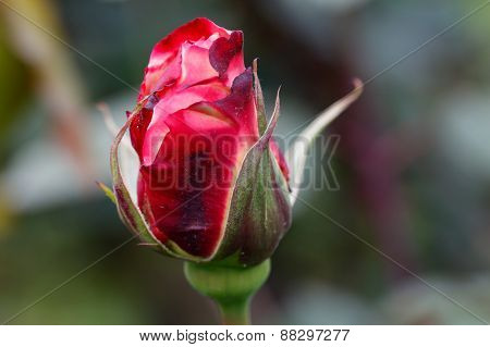 Red rose bud in the garden.