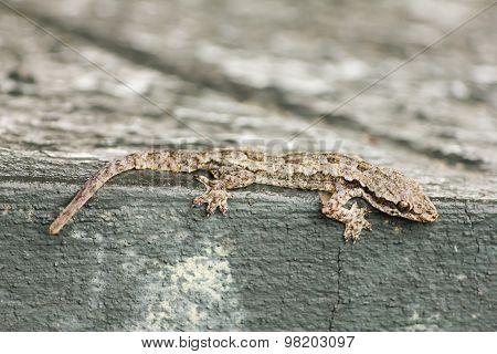 House Lizard