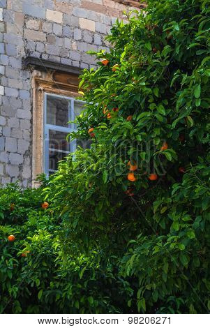 Orange Tree
