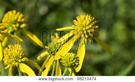Common Wingstem Bloom Close-up. Yellow Bloom.