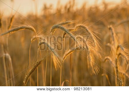 Spikelets of wheat