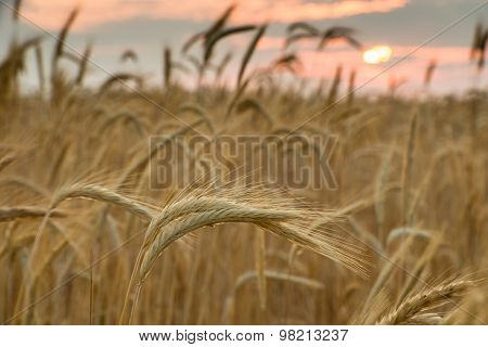 Sunrise in the wheat field