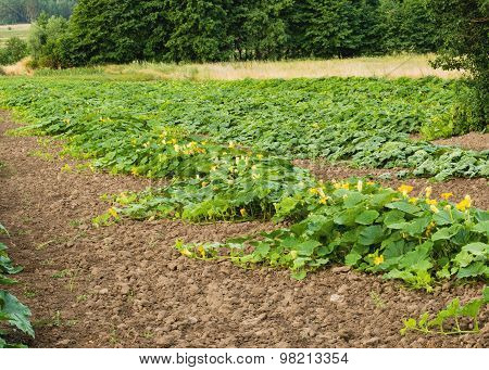 Summer landscape in the countryside