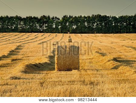 Harvest in a field