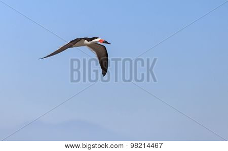 Black skimmer tern