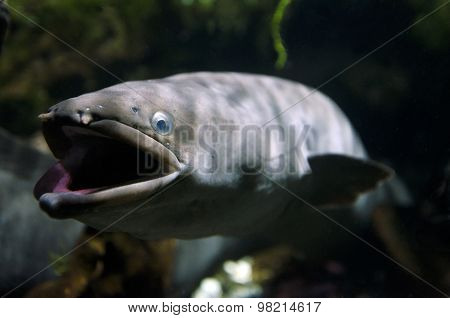 Eel swimming underwater in a river with rocks in the background