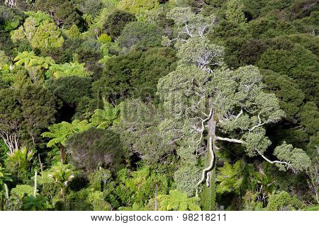 Waitakere Ranges - New Zealand