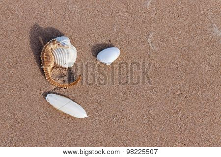 Cuttlebone And Sea Horse On Sand