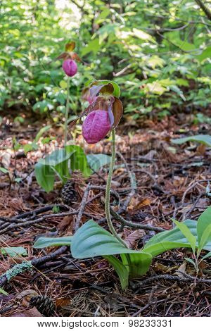 Pink Lady Slipper Flower