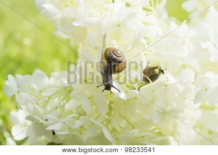 Garden snail creeps forward on a big white flower Hydrangea arborescens, soft light, blurred backgro