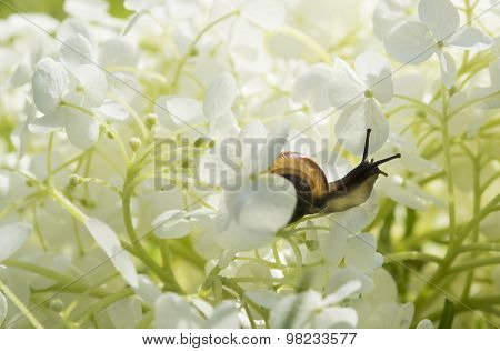 Garden snail crawls inside a big white flower Hydrangea arborescens, soft light, blurred background,
