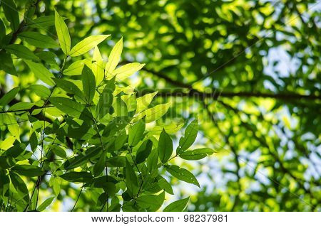 Green Leaf Background.
