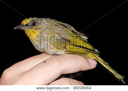 Bulbul