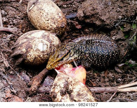 The Varanus