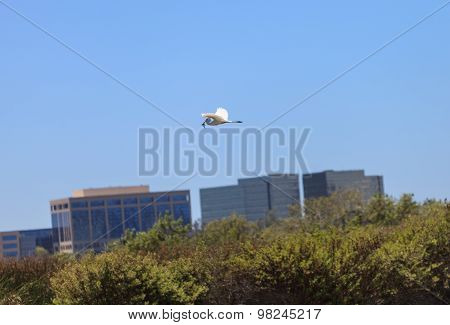 Snowy Egret, Egretta thula