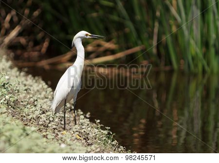 Snowy Egret, Egretta thula