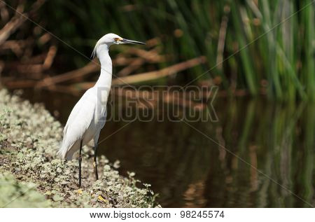Snowy Egret, Egretta thula
