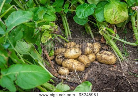 Fresh Potatoes In The Soil