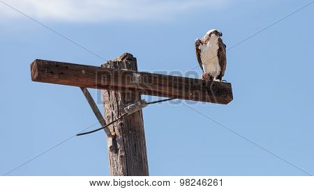 Osprey bird, Pandion haliaetus